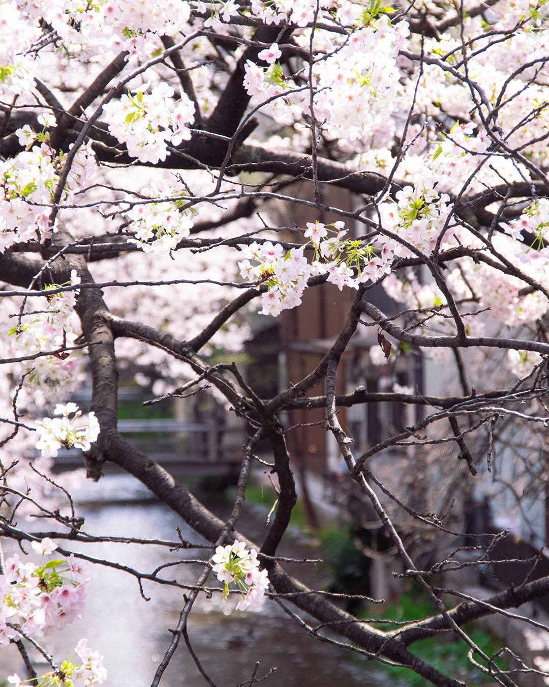 京都の春の風景と桜
